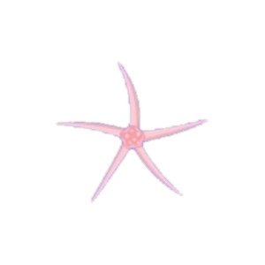 Pink Brittle Starfish